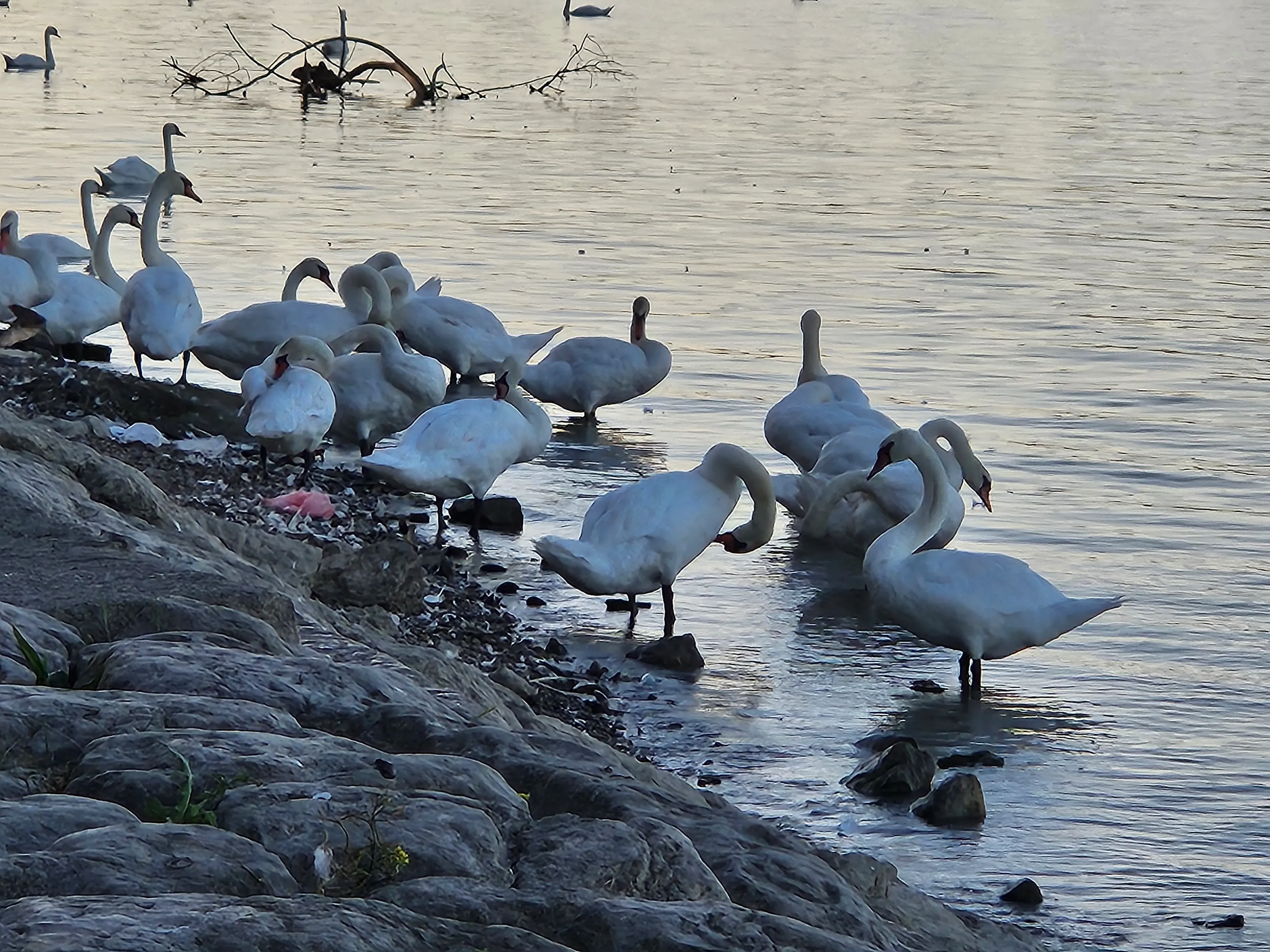 Wildlife photography